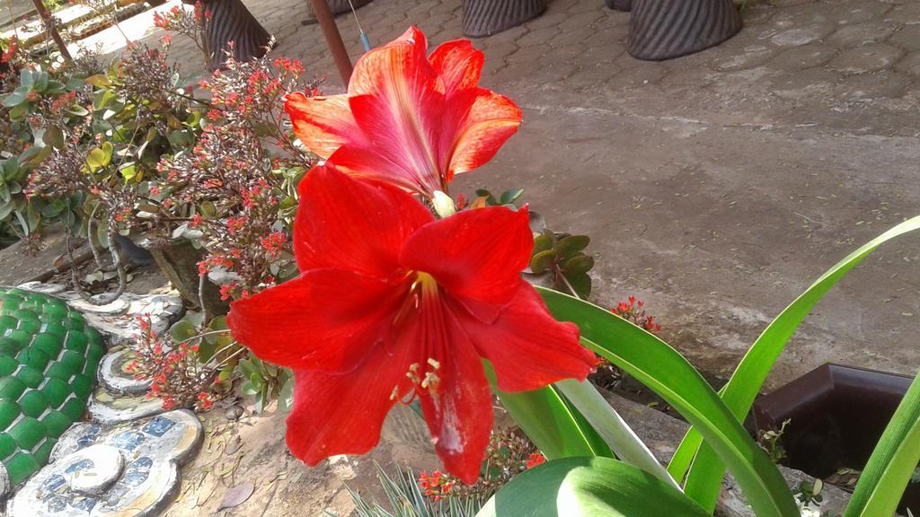 פקסה Xuanmai Garden Resort מראה חיצוני תמונה