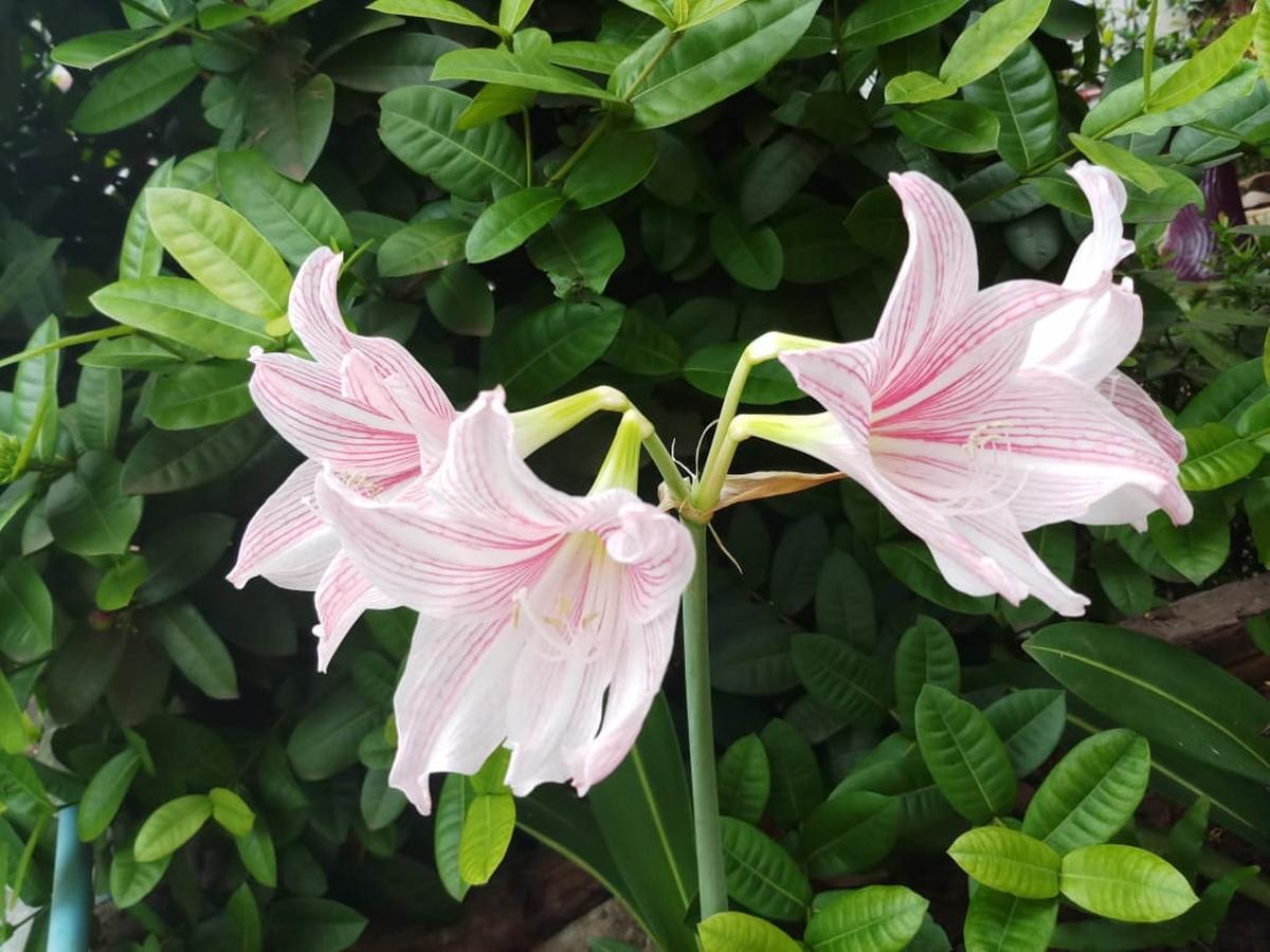 פקסה Xuanmai Garden Resort מראה חיצוני תמונה