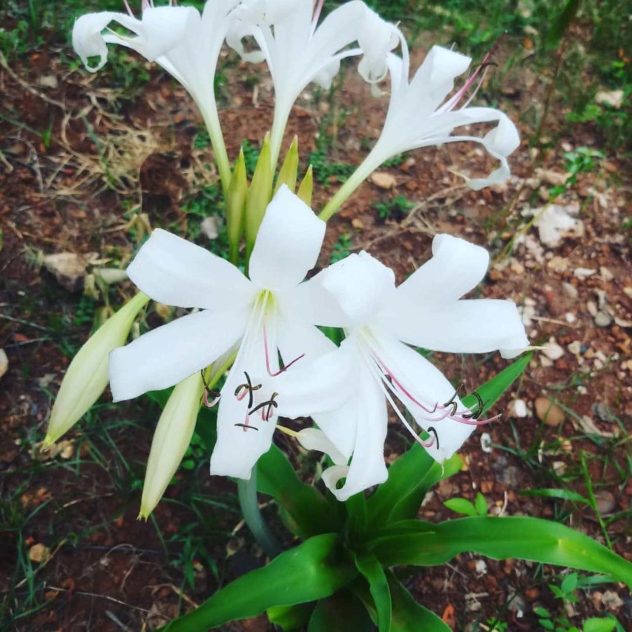 פקסה Xuanmai Garden Resort מראה חיצוני תמונה
