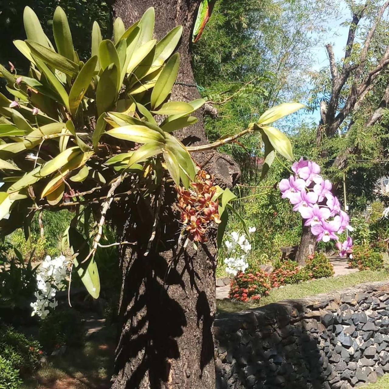 פקסה Xuanmai Garden Resort מראה חיצוני תמונה